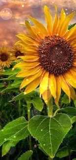 Sunflower in a vibrant field under a dramatic sunset sky.