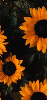 Vibrant sunflowers with dark centers against a green leafy background.