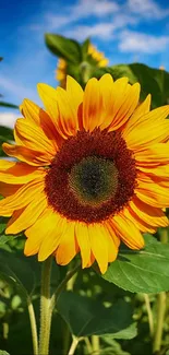 Vibrant sunflower with yellow petals and green leaves under a blue sky.