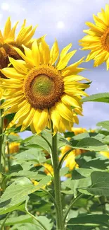 Vibrant sunflowers under a clear blue sky, showcasing bright yellow petals.