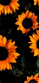 Bright yellow sunflowers on a dark background mobile wallpaper.