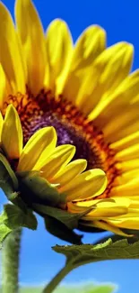 Close-up of sunflower against a vivid blue sky, perfect for phone screens.