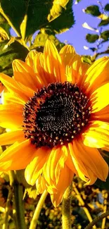 Close-up of a vibrant sunflower under a clear blue sky.