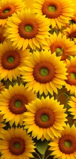 Vibrant yellow sunflowers with lush petals.