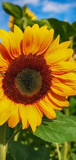 Vivid yellow sunflower against a clear blue sky.