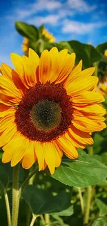 Close-up of a bright sunflower with green leaves against a clear blue sky.