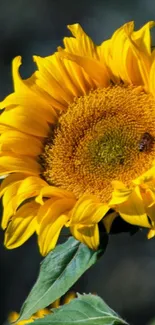 Vibrant sunflower with bright yellow petals against a blurred background.