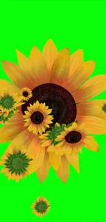 Vibrant green wallpaper with sunflowers in bloom.