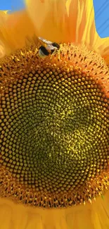 Close-up of a sunflower with bees collecting pollen.