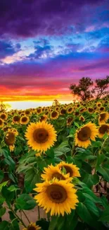 Sunflower field at sunset with vibrant sky.