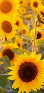 Sunflower field mobile wallpaper with bright yellow blooms and lush green leaves.