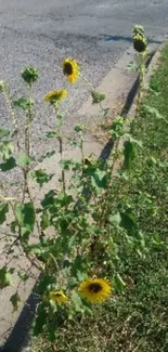 Sunflowers growing by the roadside, vibrant green foliage.