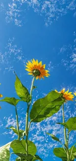 Bright sunflowers reaching up towards a clear blue sky.