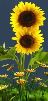 Vibrant yellow sunflowers against a dark blue background with green leaves.