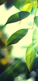 Sunlit green leaves and radiant sunlight on phone wallpaper background.