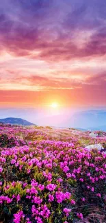 Vibrant sunset over a field of flowers, creating a serene and colorful landscape.