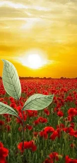 Vibrant sunset over a red poppy field with delicate green leaves.