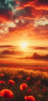 Vibrant sunset over a field with red poppies.