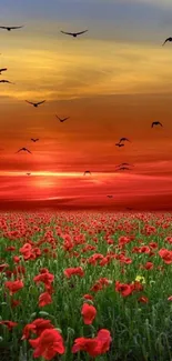 Serene sunset over a red poppy field with birds flying in the sky.