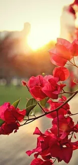 Pink bougainvillea flowers in sunset glow.