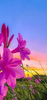 Vibrant pink flowers with a sunset sky background.