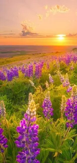 Purple flowers in a sunset-lit field with a serene horizon.