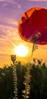 Beautiful sunset with a delicate flower silhouette against an orange sky.