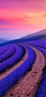 Lavender fields at sunset with vibrant colors and rolling hills.