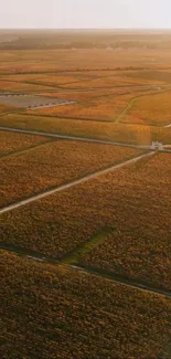 Aerial view of farmland at sunset with golden hues and intersecting paths.