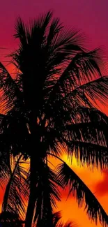 Silhouetted palm tree against vibrant sunset sky.