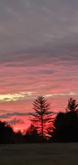 Silhouette of trees against a vibrant pink and orange sunset sky.