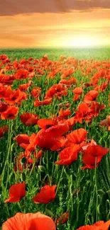 Vibrant sunset over a red poppy field with lush green grass.