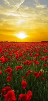 Vibrant sunset over a poppy field with a golden sky.