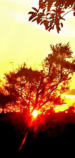 Beautiful sunset with tree silhouette and vibrant colors.