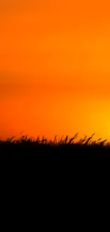 Vibrant sunset silhouette against an orange sky.