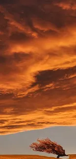 Vibrant sunset sky with dramatic clouds and wind-blown tree silhouette in a field.