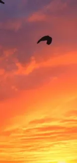 Vibrant sunset with a flying bird silhouette in the orange glowing sky.