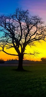 Silhouette of a tree against a vibrant sunset sky with yellow and blue hues.