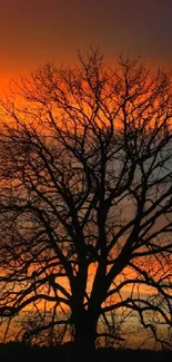 Silhouette of a tree against a colorful sunset sky.