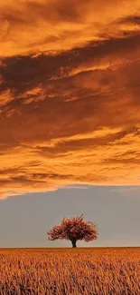 Lone tree in field under a vibrant orange sunset sky.