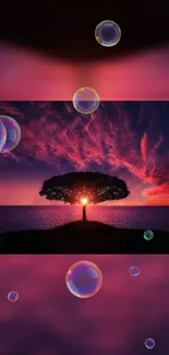 Sunset behind silhouetted tree with bubbles in a vibrant sky wallpaper.