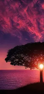 Beautiful vibrant sunset wallpaper with tree silhouette.