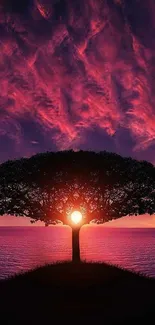 Silhouette of tree with colorful sunset sky in mobile wallpaper.