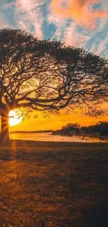 Silhouette of a tree against a vibrant orange sunset by the beach.