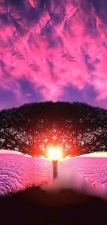 Silhouette tree at vibrant pink sunset on mobile wallpaper.