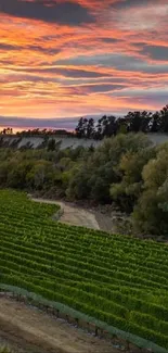 Sunset over vineyard with vibrant sky and lush greenery.