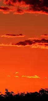 Vibrant sunset with fiery orange clouds silhouette on a horizon.