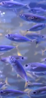 Picture of a school of vibrant fish swimming underwater.