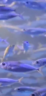 Blue fish swimming underwater in a vibrant ocean scene.