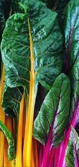 Vibrant Swiss chard with colorful stalks and lush green leaves.